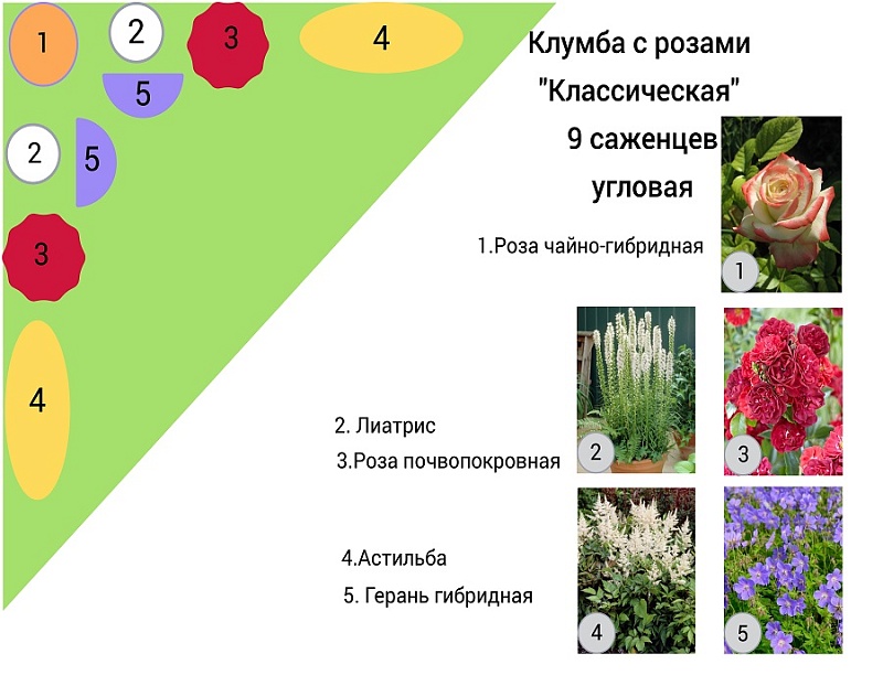 Набор клумба с розами "Классическая" 9 саженцев